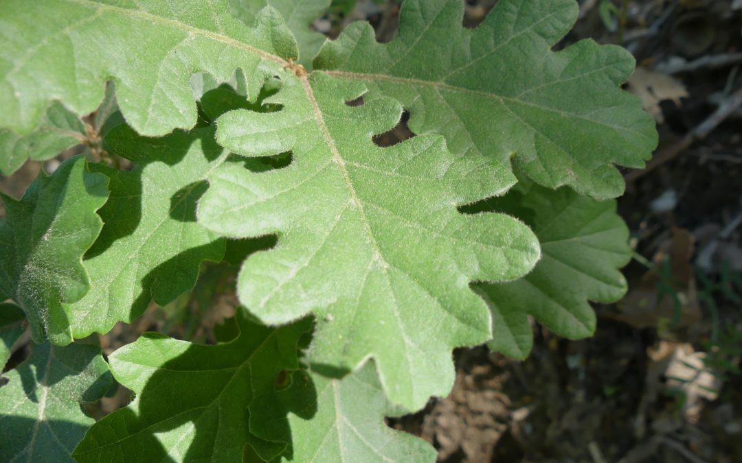 Quercus pubescens