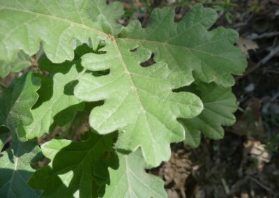 Quercus pubescens