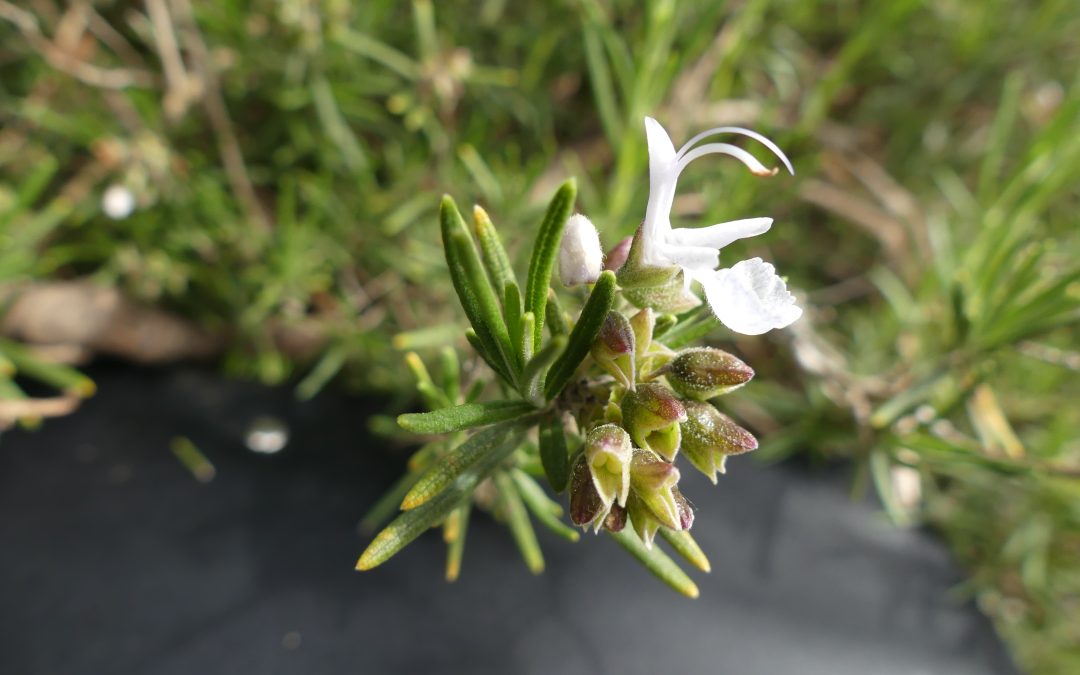 Rosmarinus officinalis