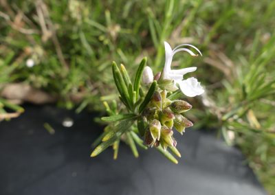 Rosmarinus officinalis