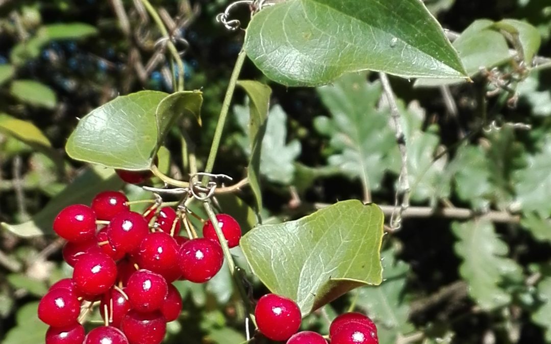Smilax aspera