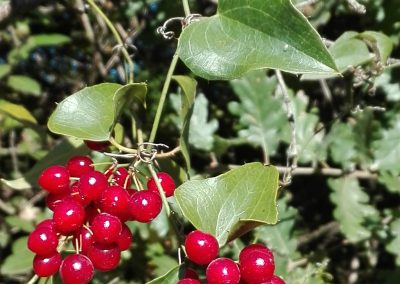 Smilax aspera