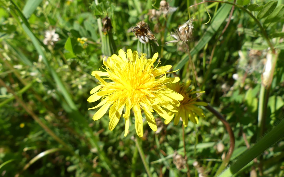 Taraxacum sp