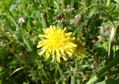 Taraxacum sp