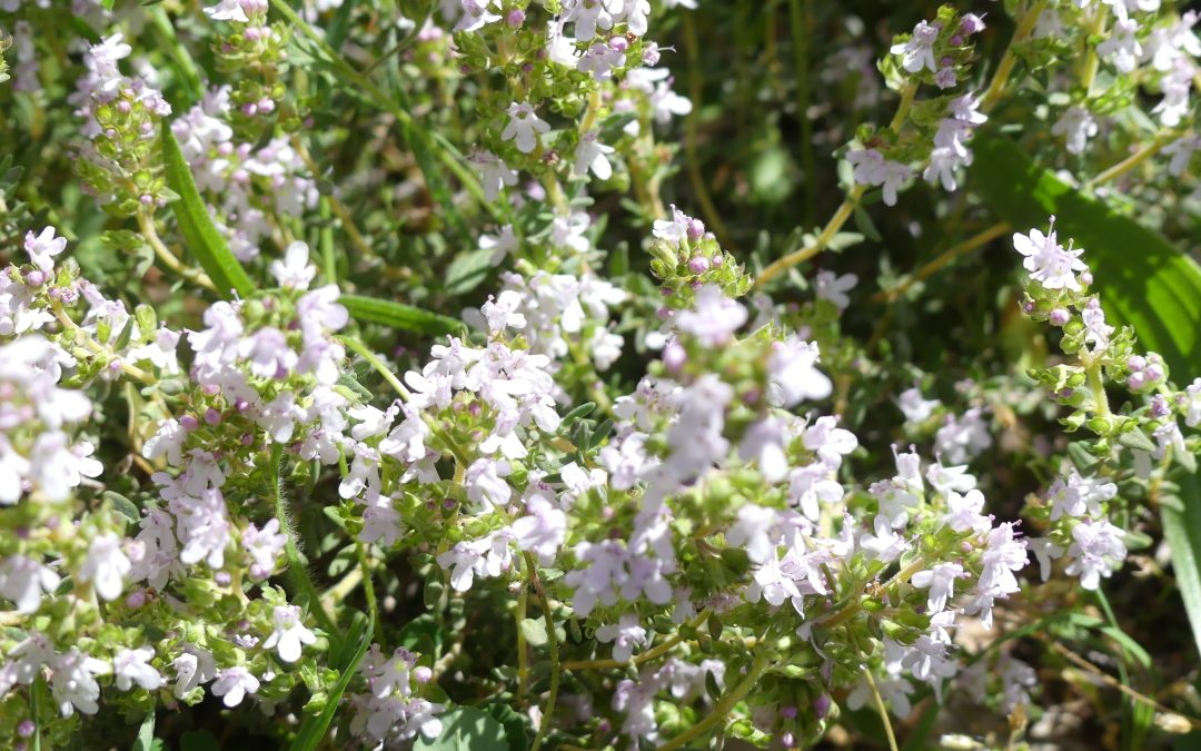 Thymus vulgaris