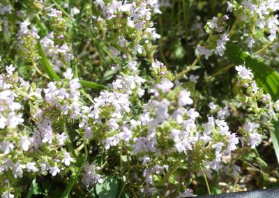 Thymus vulgaris