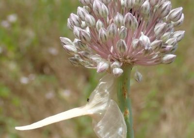 Allium Polyanthum