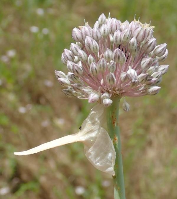 Allium Polyanthum