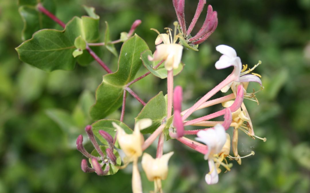 Lonicera etrusca