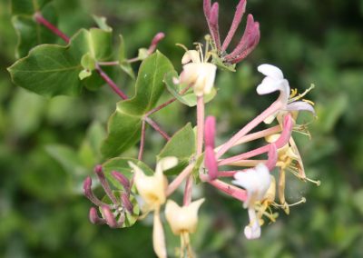 Lonicera etrusca
