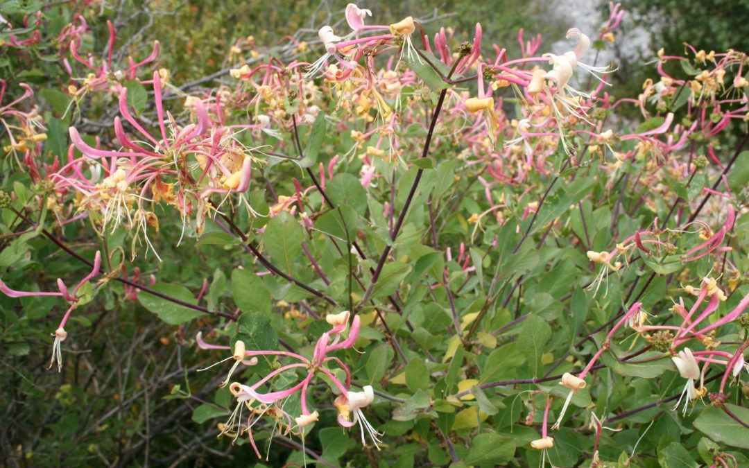 Lonicera implexa