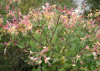 Lonicera implexa
