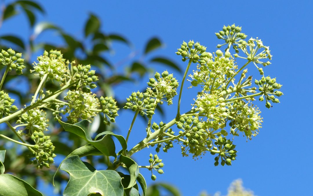 Hedera helix