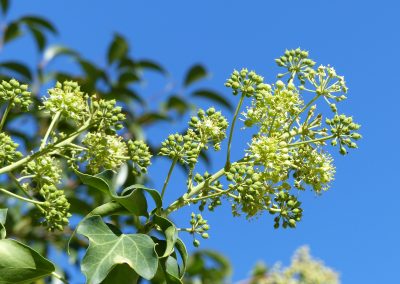 Hedera helix