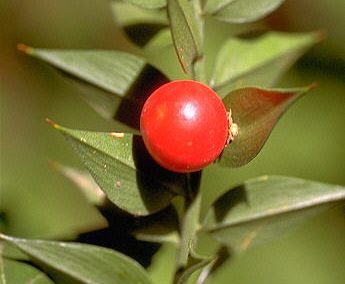 Ruscus aculeatus