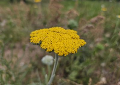 Achillea Clypeolata