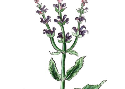 Salvia Nemorosa