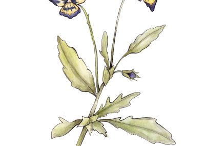 Viola tricolor