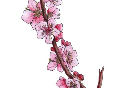 Amygdalus Nana