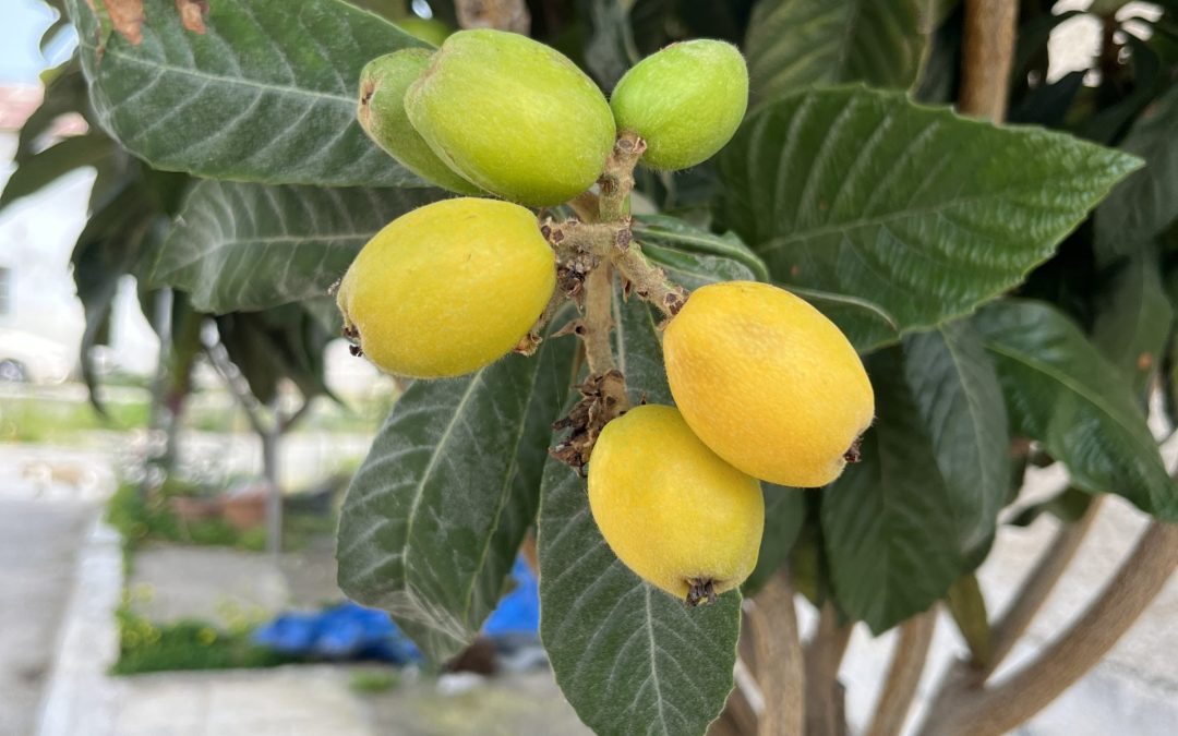Eriobotrya japonica