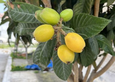 Eriobotrya japonica