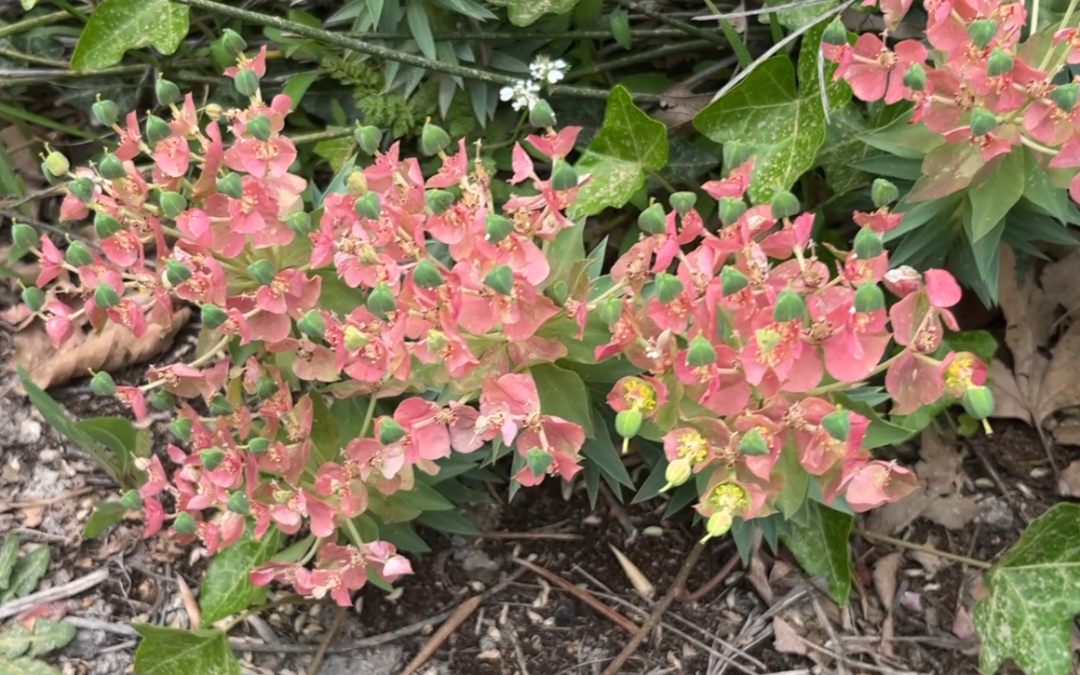 Euphorbia paralias