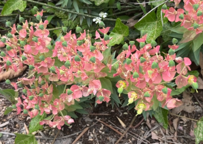 Euphorbia paralias
