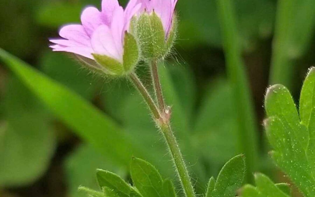 Geranium pusillum