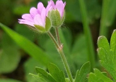 Geranium pusillum