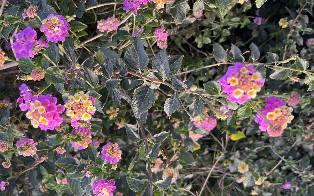 Lantana
