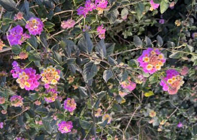 Lantana