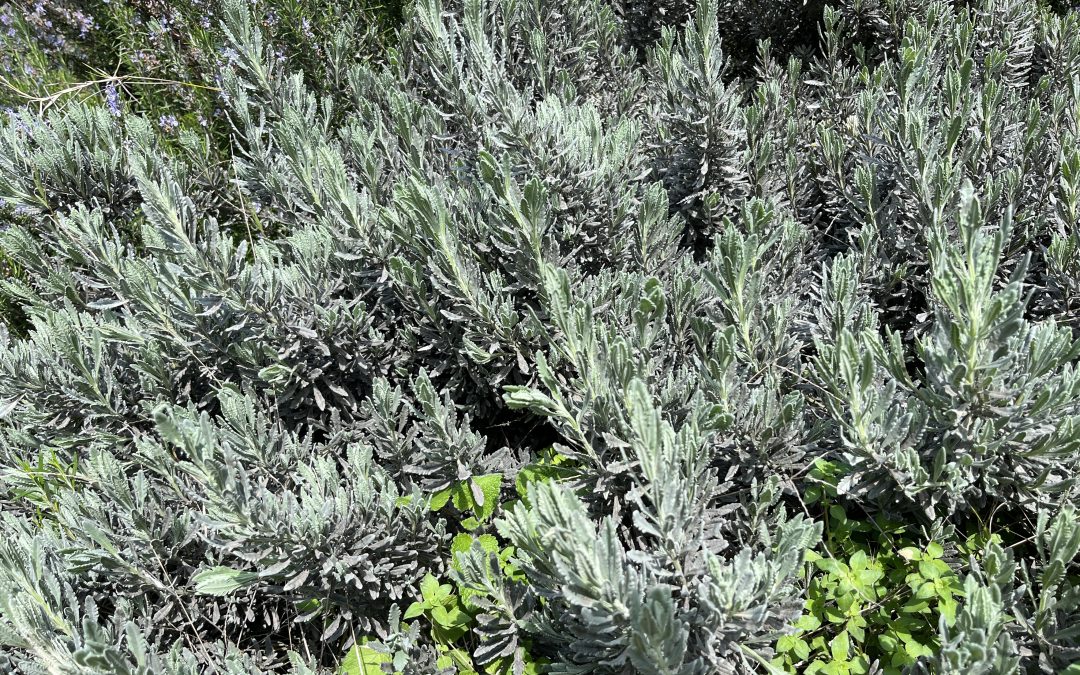 Lavandula dentata