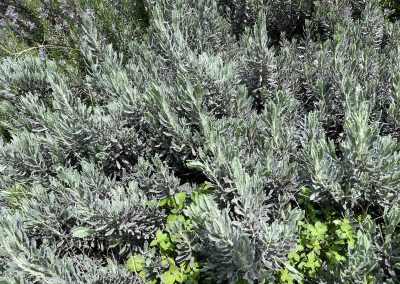 Lavandula dentata