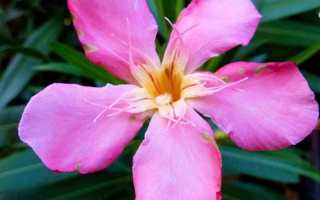 Nerium oleander