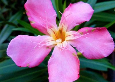Nerium oleander