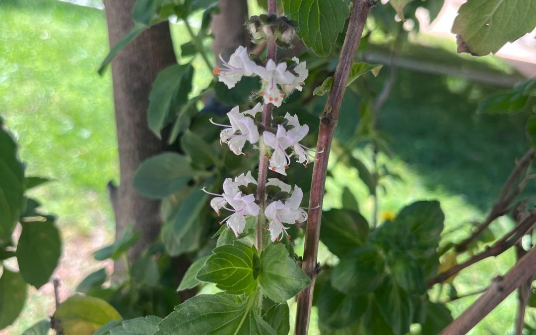 Ocimum basilicum