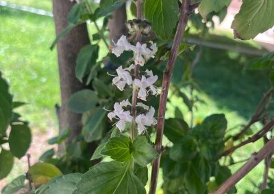 Ocimum basilicum