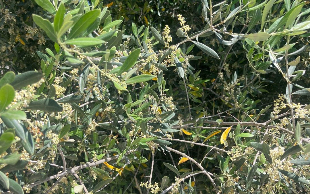 Olea europea Kalamata