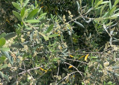 Olea europea Kalamata