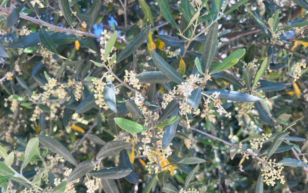 Olea europaea ‘Koroneiki’