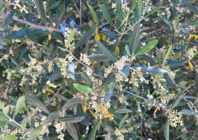 Olea europaea ‘Koroneiki’
