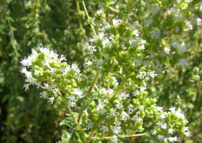 Origanum vulgare