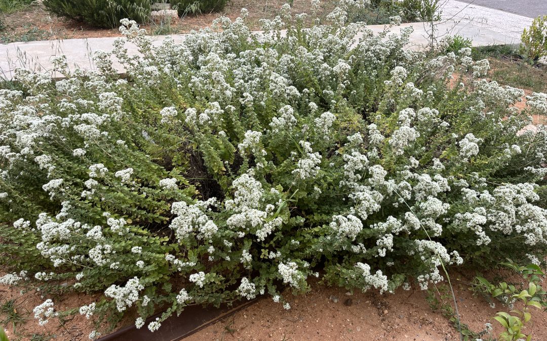 Origanum majorana