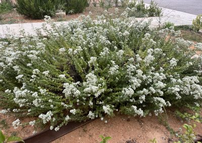 Origanum majorana