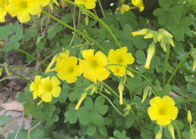 Oxalis pes – caprae L.