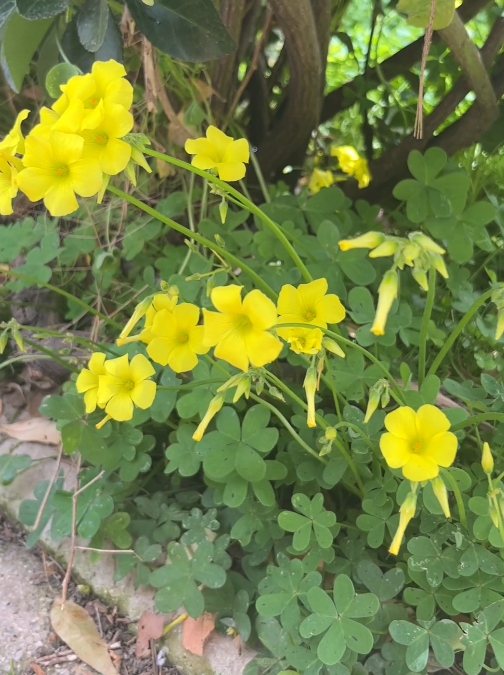 Oxalis pes – caprae L.