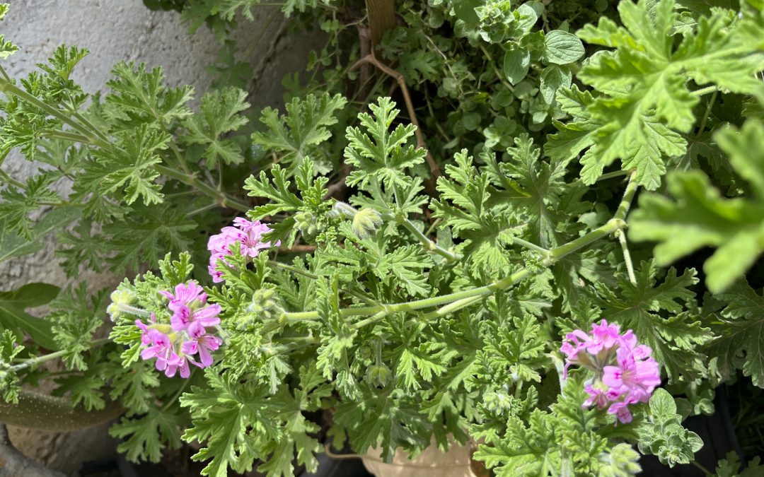 Pelargonium graveolens