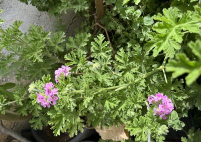 Pelargonium graveolens