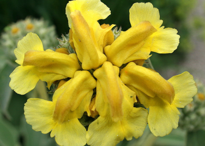 Phlomis fruticosa