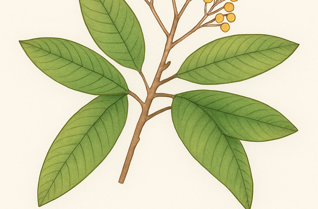 Photinia serratifolia